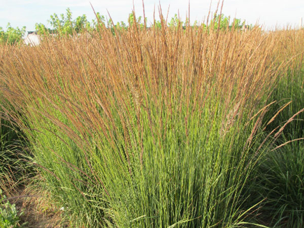 须芒草