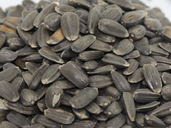 观赏向日葵种子