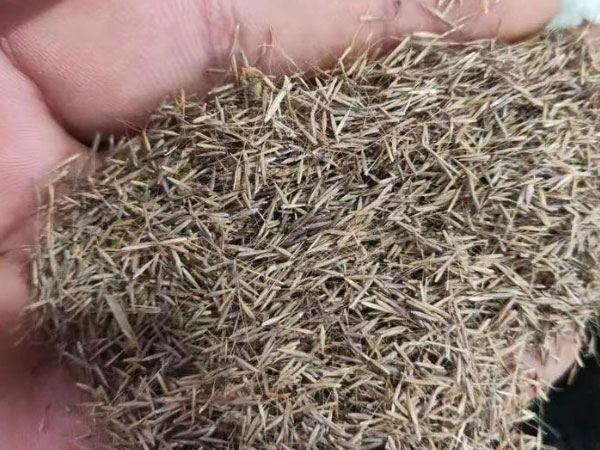 粉黛乱子草种子