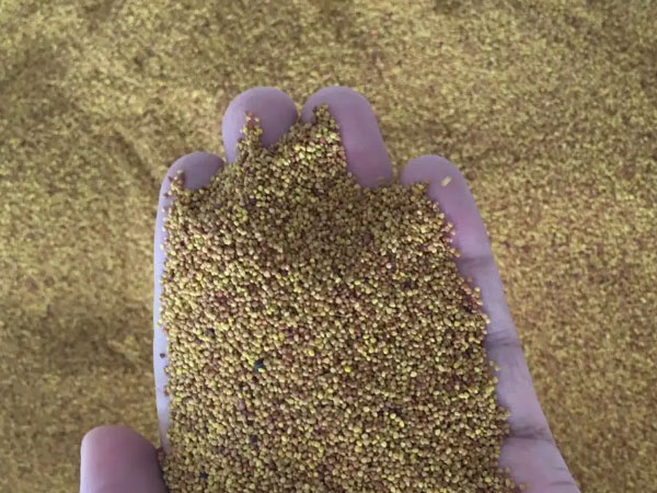 白(红)三叶种子