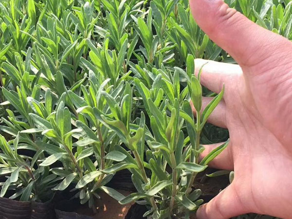 薰衣草小苗