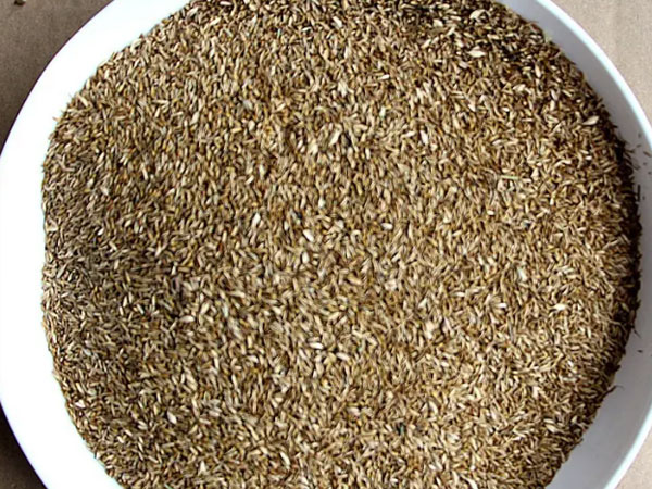 中华结楼草种子