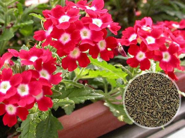 混色美女樱种子