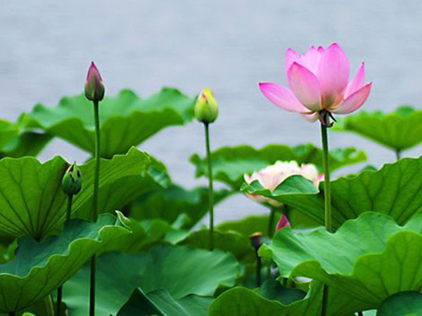 辨别真正水培花卉的方法