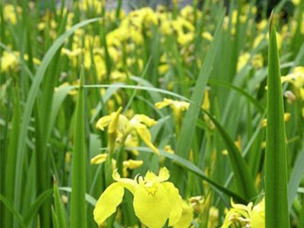 水生鸢尾