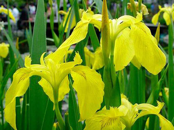 黄菖蒲