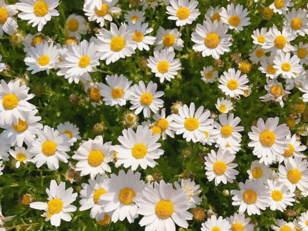 宿根草花的优势