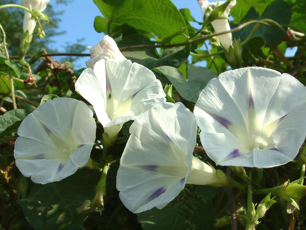 白牵牛