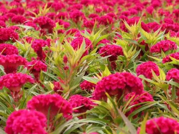 宿根花卉的栽培管理