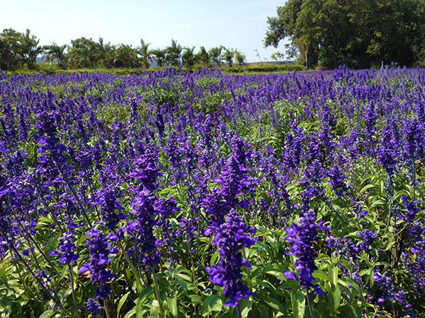 鼠尾草花海