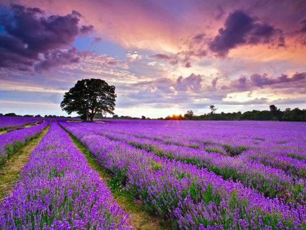 薰衣草花海